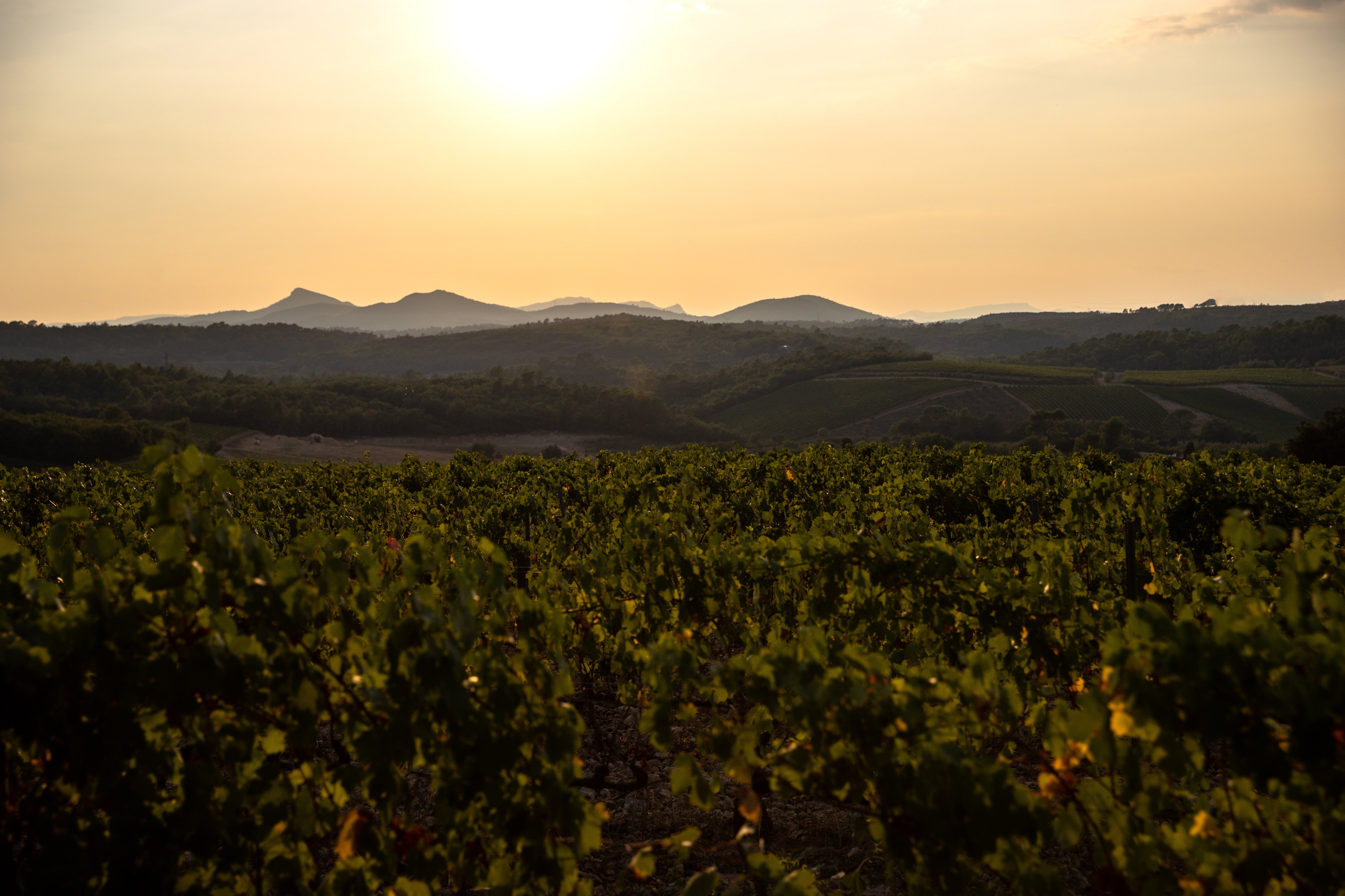 Terroir de La Mascaronne