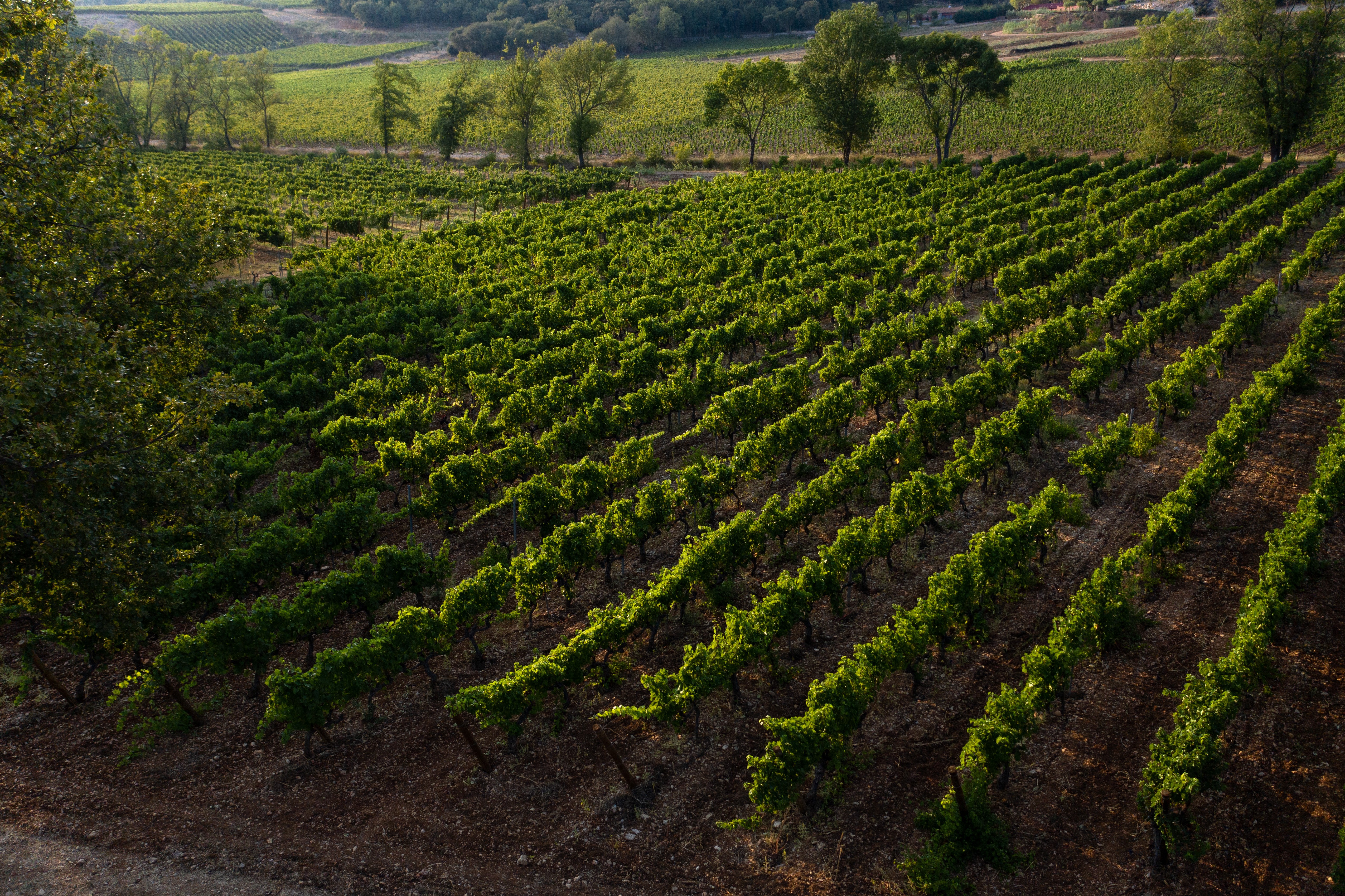 Vignoble - vineyard