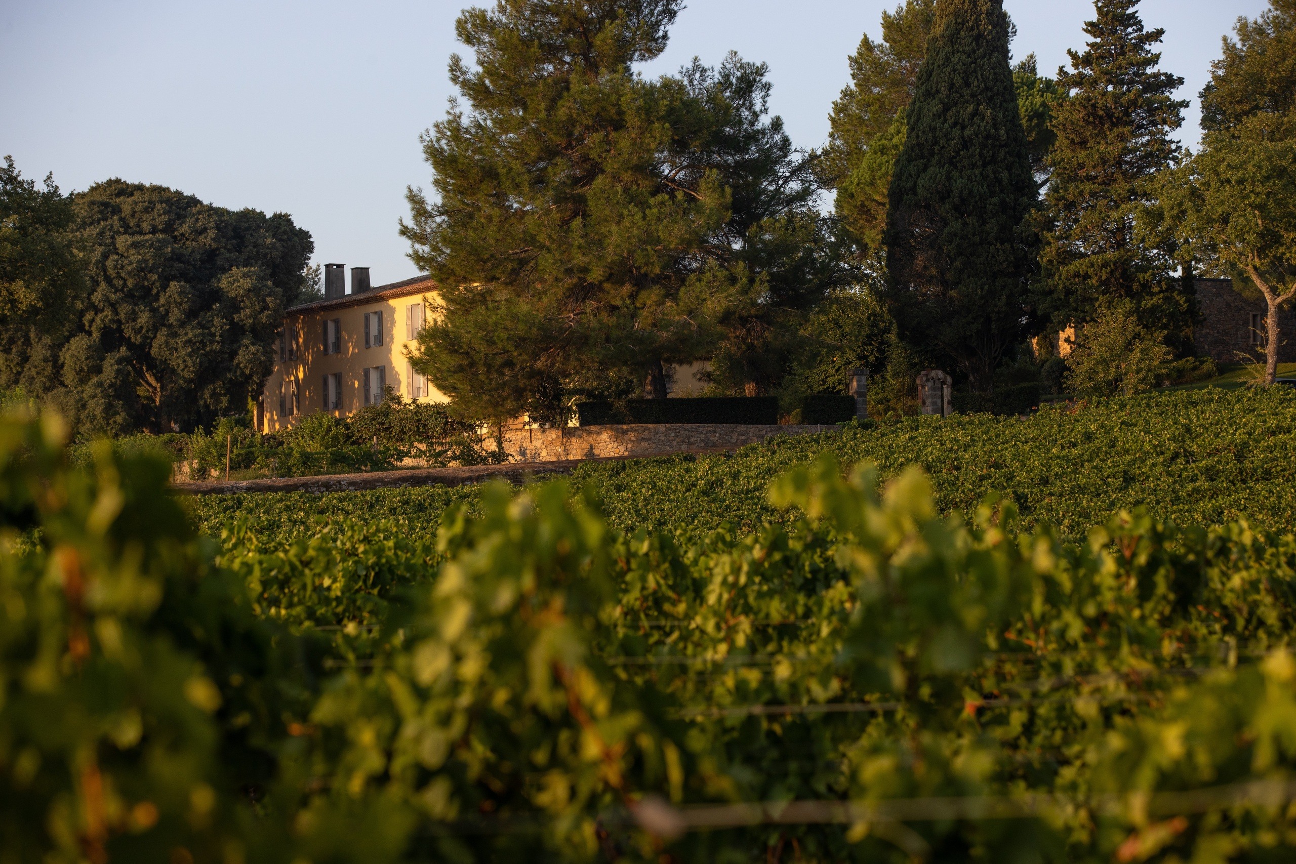 Rosés from Provence: what are Tony Parker’s wines worth? - Chateau La Mascaronne