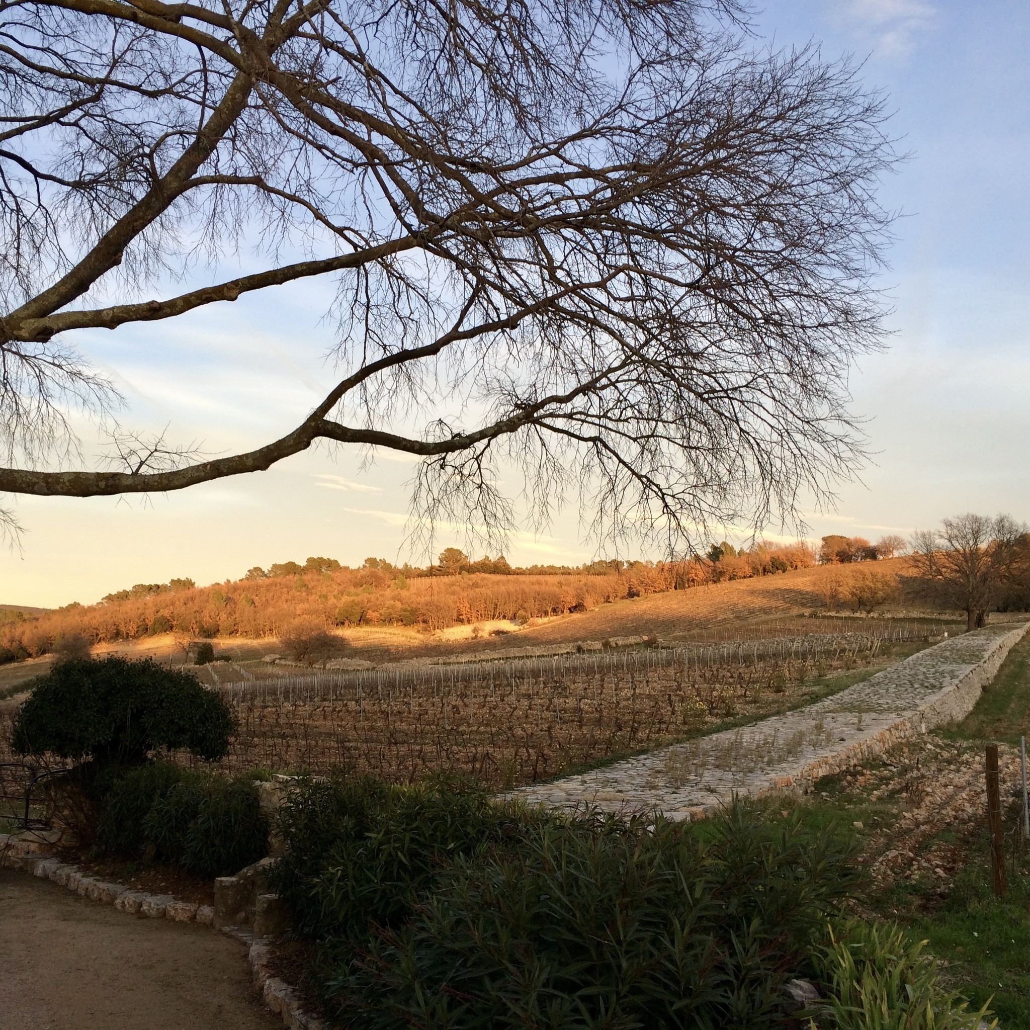 2021, A Challenging Vintage - Chateau La Mascaronne