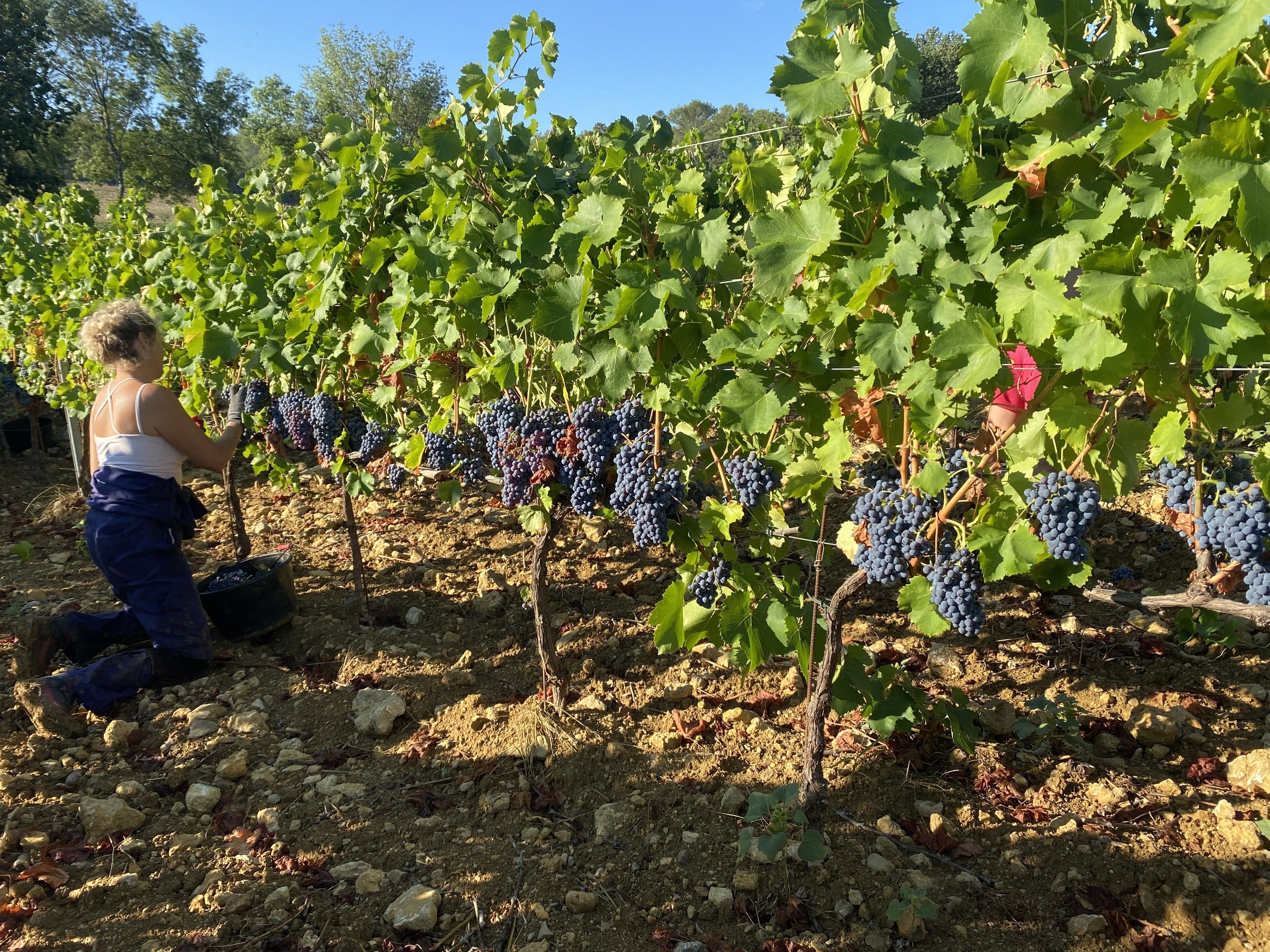 Château La Mascaronne Rosé 2021 - Chateau La Mascaronne