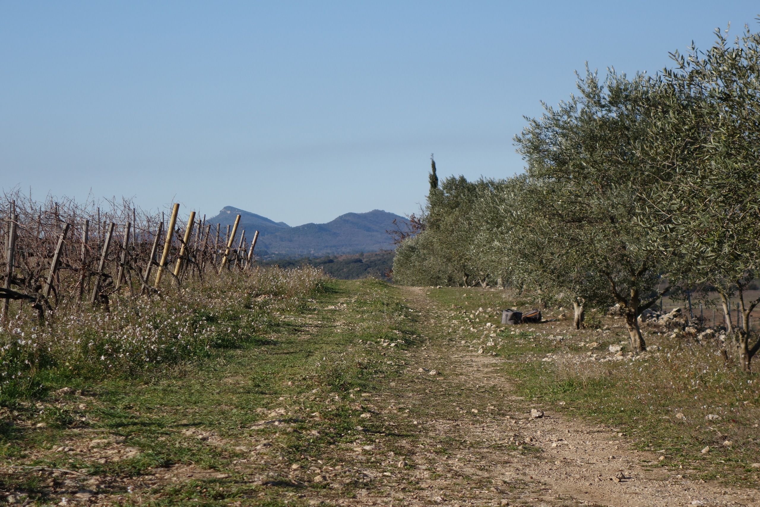 « Il s’agit de faire un vin exceptionnel » - Chateau La Mascaronne