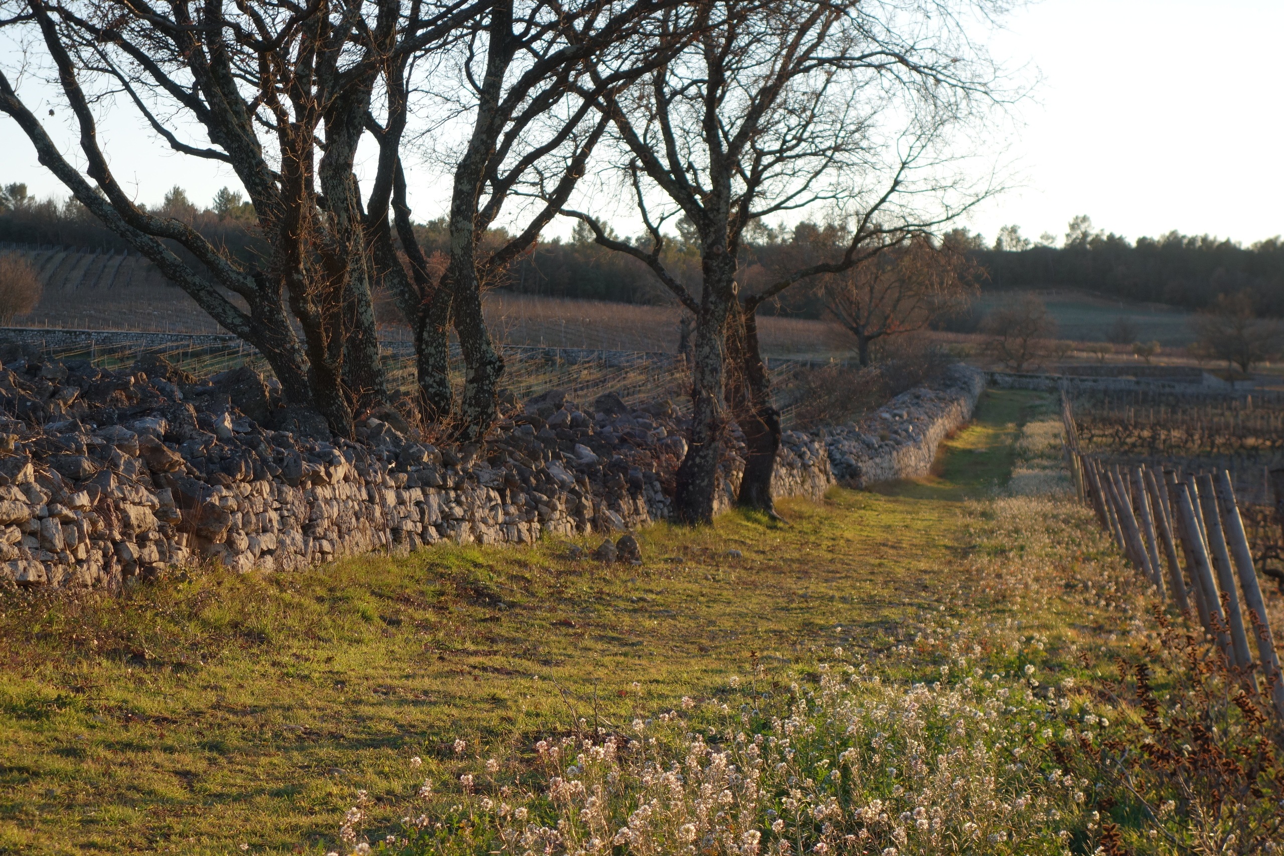 L’agriculture biologique - Chateau La Mascaronne