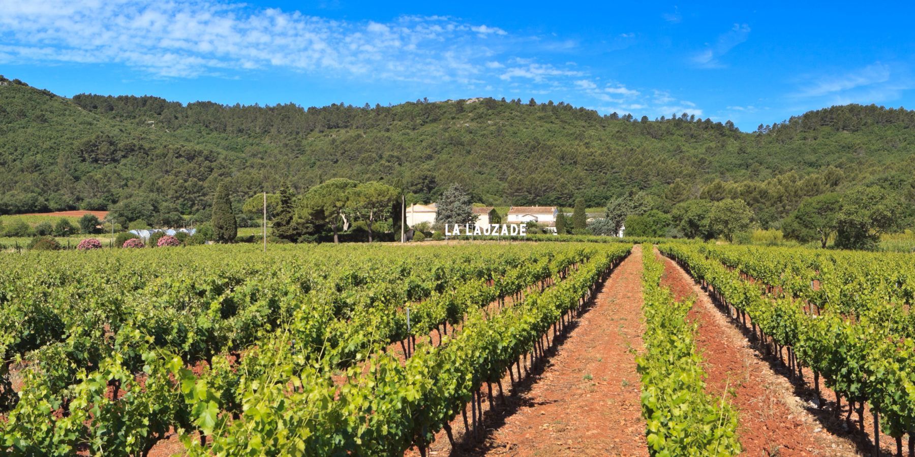 « Il s’agit de faire un vin exceptionnel » - Chateau La Mascaronne