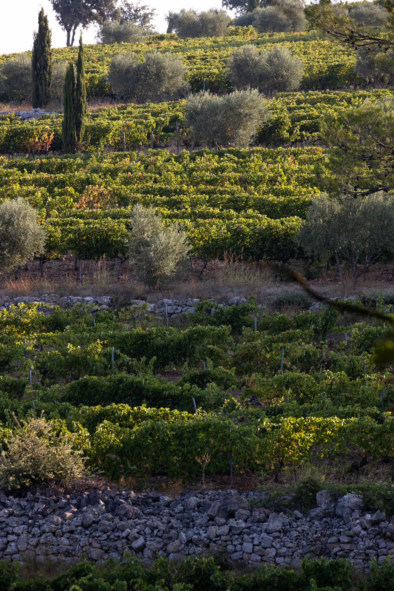 Here Comes Summer! - Chateau La Mascaronne