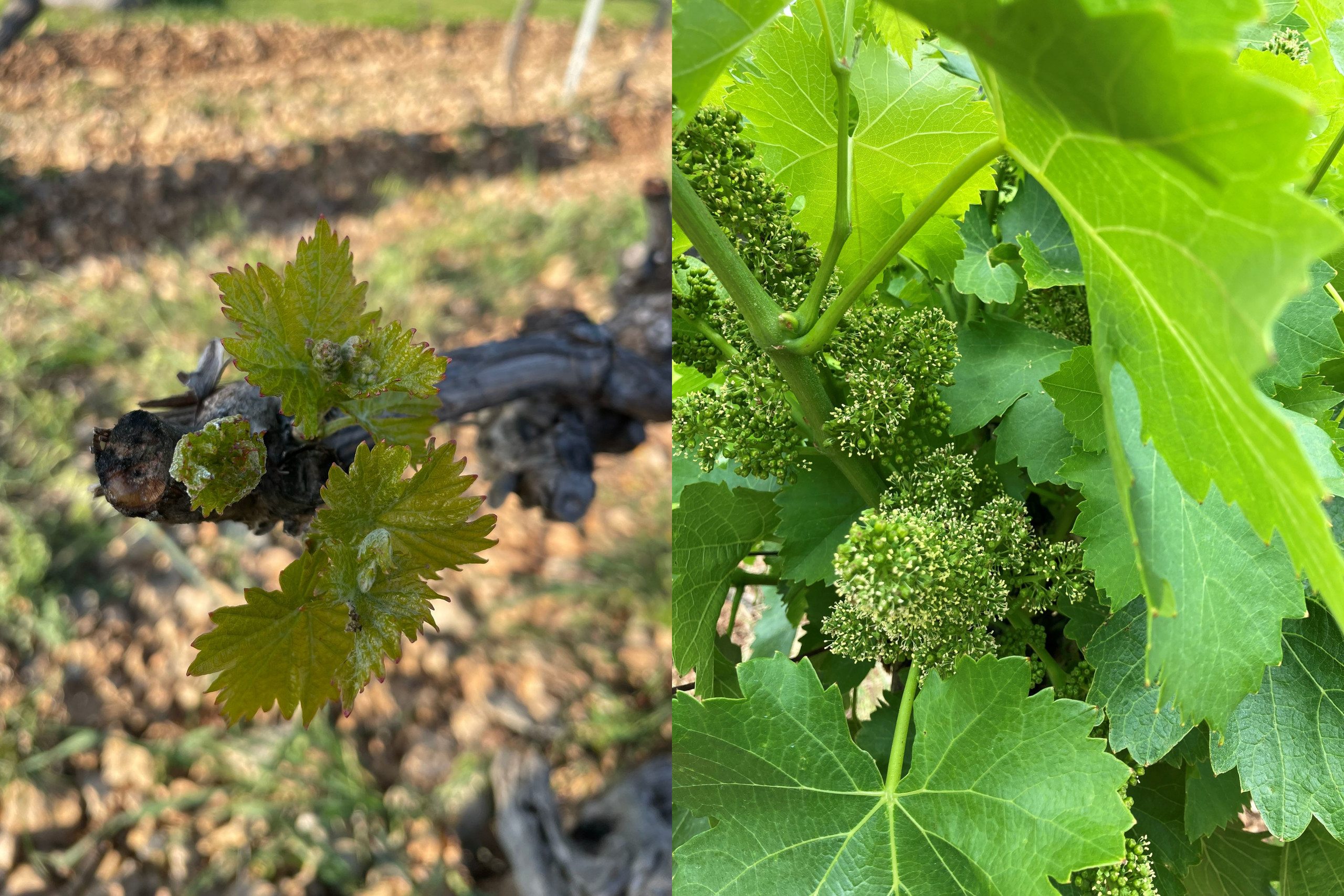 Here Comes Summer! - Chateau La Mascaronne