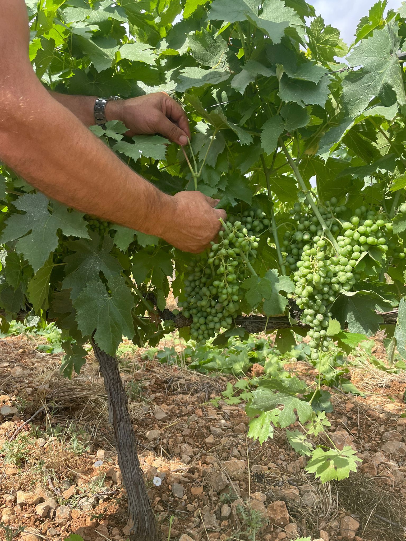 Here Comes Summer! - Chateau La Mascaronne