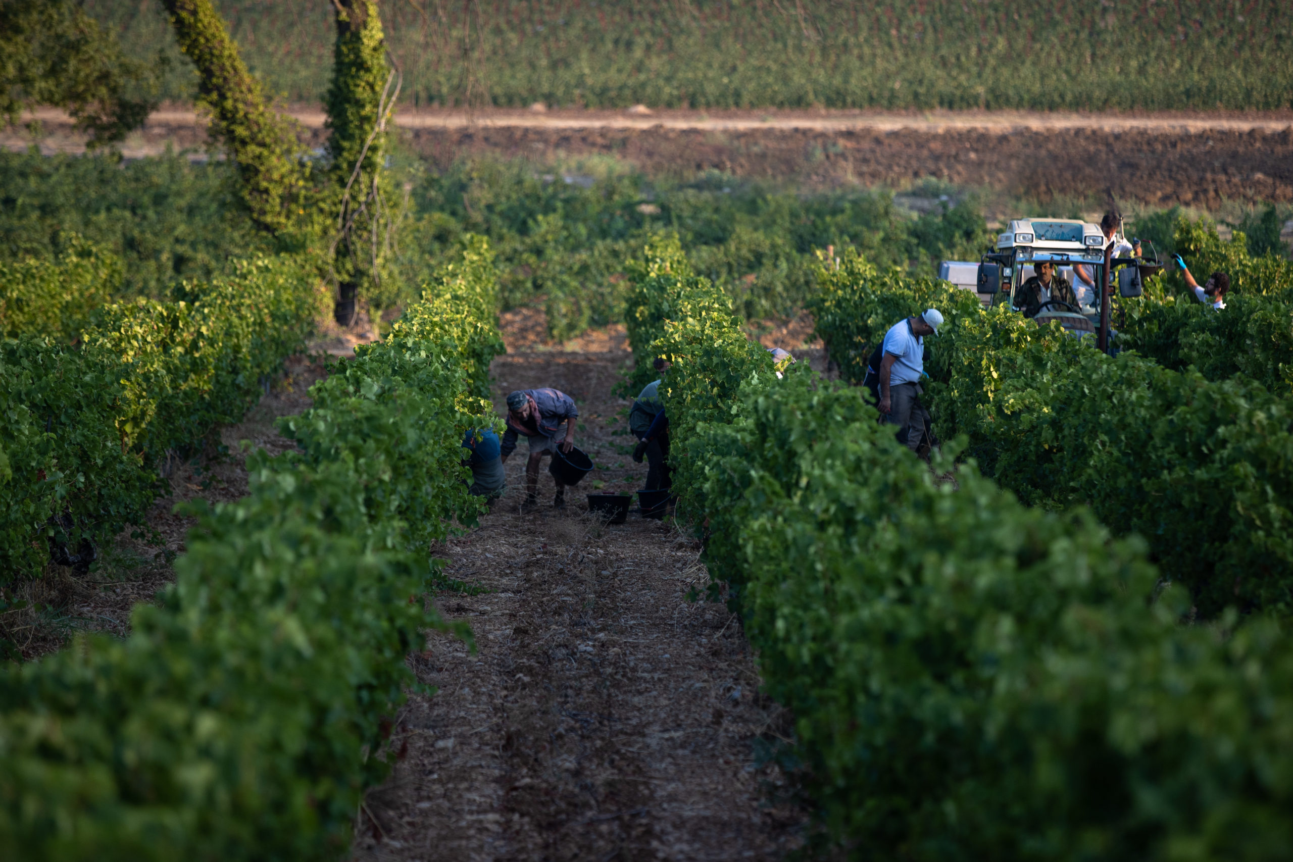 The 2022 Vintage: First Impressions - Chateau La Mascaronne