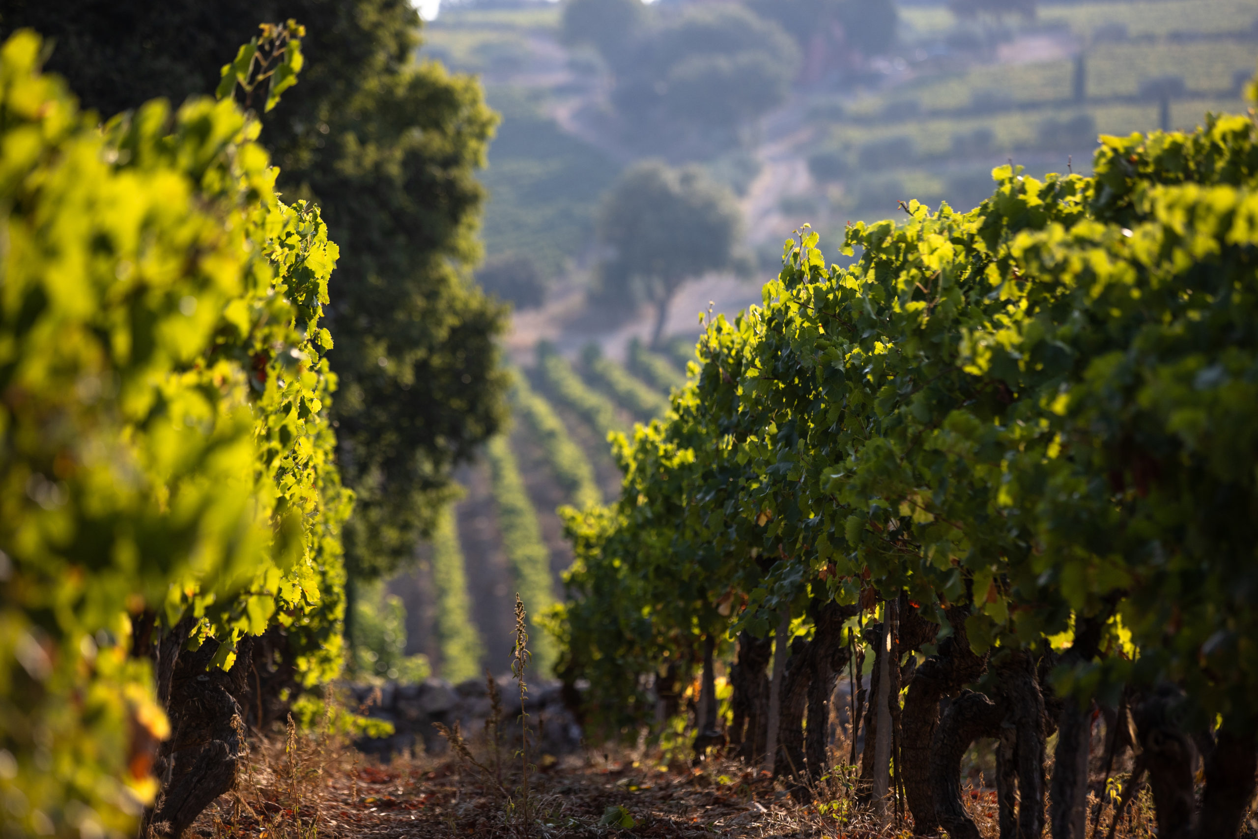 « Il s’agit de faire un vin exceptionnel » - Chateau La Mascaronne