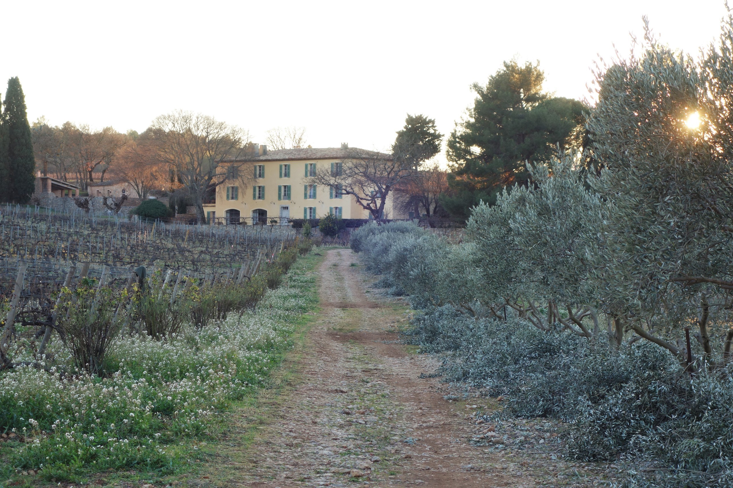 Olive Trees - Chateau La Mascaronne