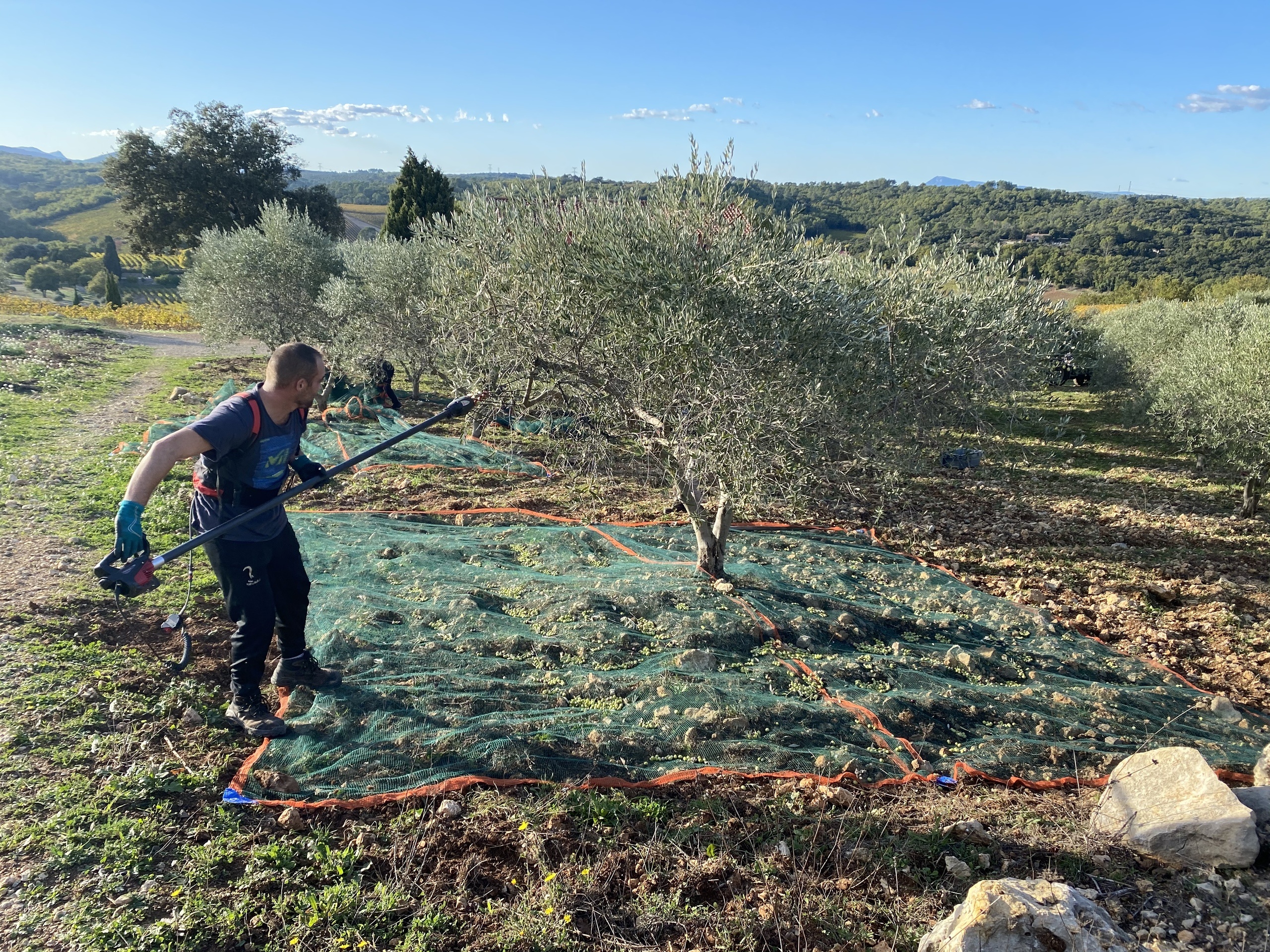 Olive Trees - Chateau La Mascaronne