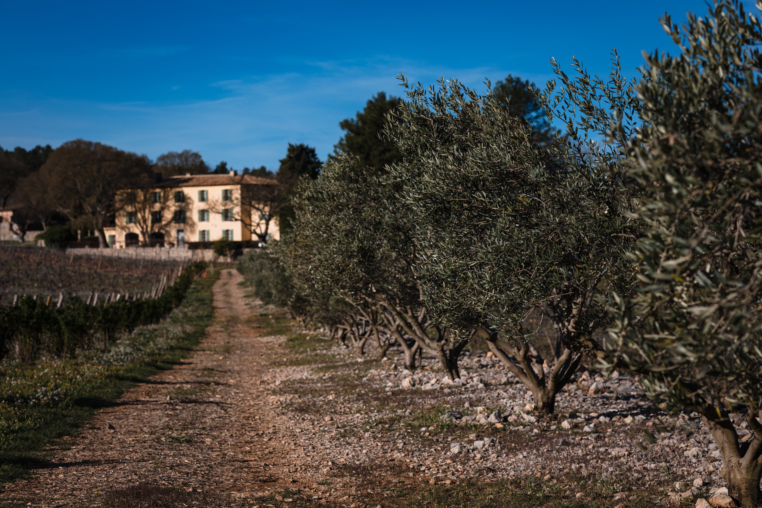 Les oliviers - Chateau La Mascaronne