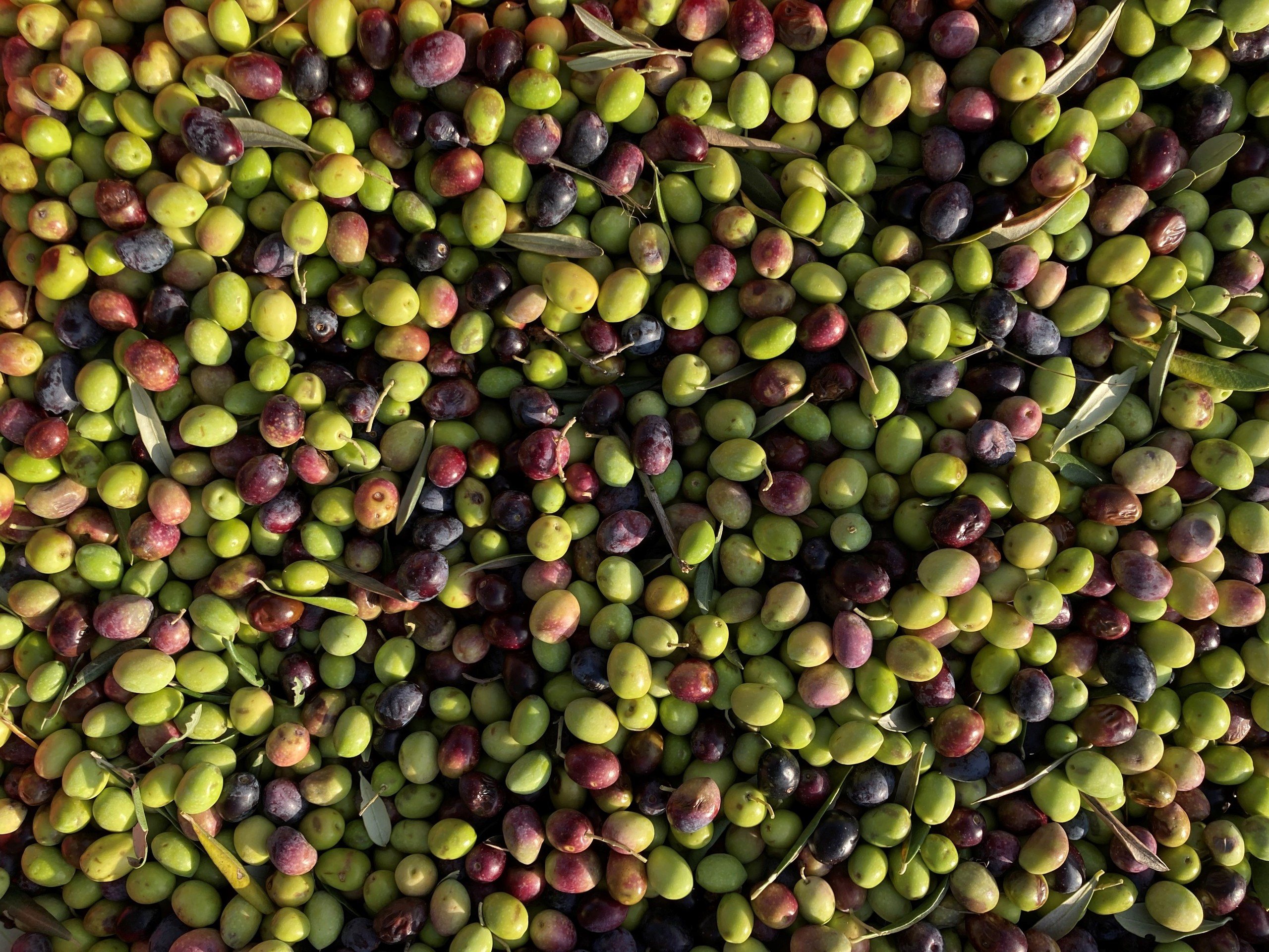 Olive Trees - Chateau La Mascaronne